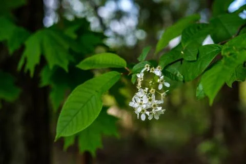 Flowering bird cherry. Stock Photos
