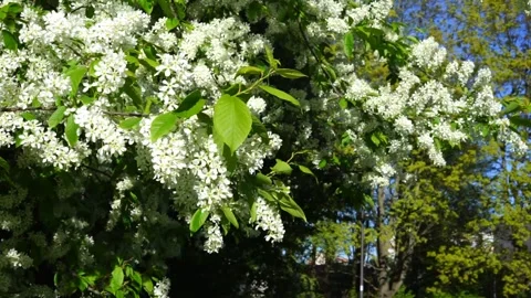 Flowering bird cherry (Prunus padus) in spring Stock Footage 318181879