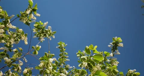 Flowering bird-cherry tree against the background of blue clear sky Stock Footage 231582028