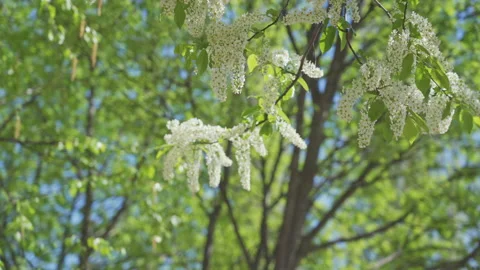 Flowering bird cherry, tree branches with inflorescences Stock Footage 194559648
