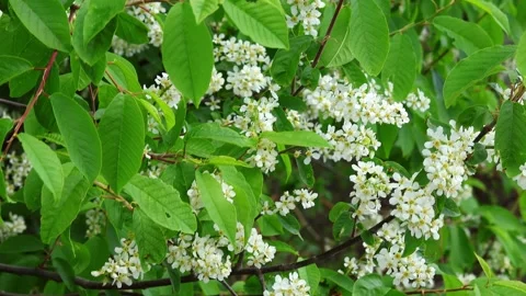 Flowering bird cherry tree branches swaying in the wind Stock Footage 275886939