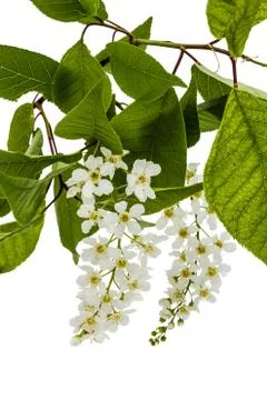 Flowering  of bird cherry tree, isolated on white background Foto stock