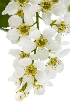 Flowering  of bird cherry tree, isolated on white background Stock Photos