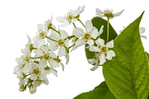 Flowering  of bird cherry tree, isolated on white background Stock Photos
