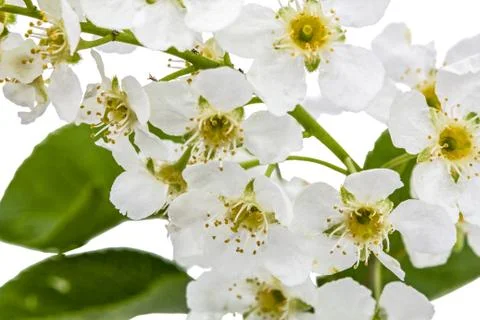 Flowering  of bird cherry tree, isolated on white background Stock Photos