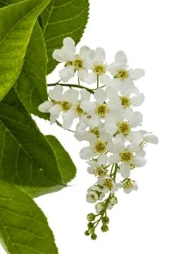 Flowering  of bird cherry tree, isolated on white background Stock Photos