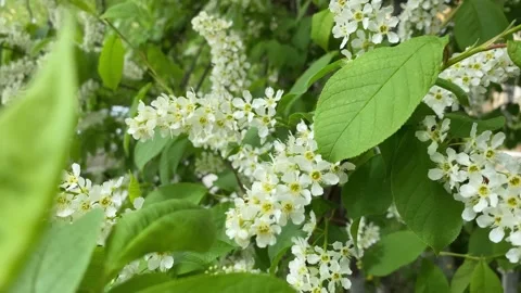 Flowering bird cherry tree, natural background Stock Footage 194558552