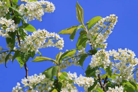 Flowering bird cherry tree 스톡 사진
