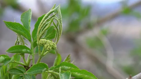 Flowering Black Elder in spring (Sambucus nigra), developing flowers Video stock 179344915