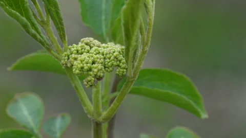 Flowering Black Elder in spring (Sambucus nigra), developing flowers, macro Video stock 179360708