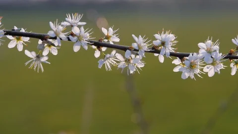 Flowering Blackthorn Video stock 98271550