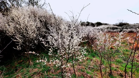 Flowering blackthorn shrubs 3 Stock Footage