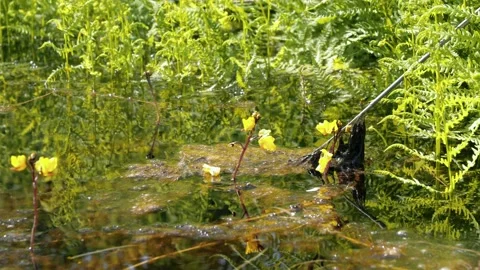 Flowering bladderwort plant growing in eutrophic lake Stock Footage 156783561