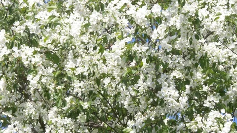 Flowering bloom of apple tree blossoming flowers in spring garden closeup. Stock Footage 130127268