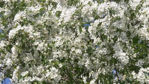Flowering bloom of apple tree blossoming flowers in spring garden closeup. Stock Footage 130127324