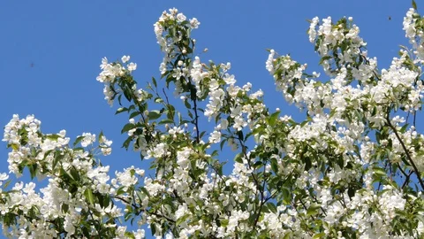 Flowering bloom of apple tree blossoming flowers in spring garden closeup. Stock Footage 130127339