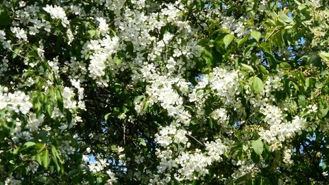 Flowering bloom of apple tree blossoming flowers in spring garden closeup. Stock Footage 130127388