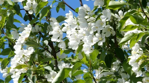 Flowering bloom of apple tree blossoming flowers in spring garden closeup. Stock Footage 130127396