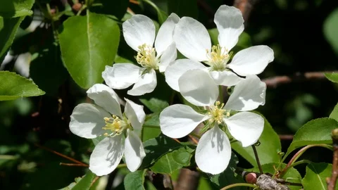 Flowering bloom of apple tree blossoming flowers in spring garden closeup. Stock Footage 130127438