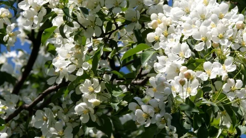 Flowering bloom of apple tree blossoming flowers in spring garden closeup. Stock Footage 130127451