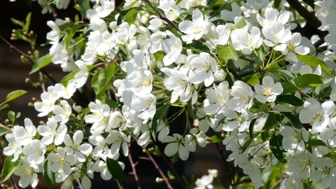 Flowering bloom of apple tree blossoming flowers in spring garden closeup. Stock Footage 130127614
