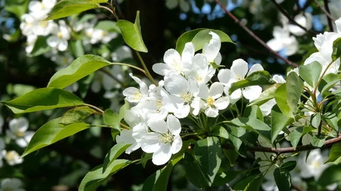 Flowering bloom of apple tree blossoming flowers in spring garden closeup. Stock Footage 130127625
