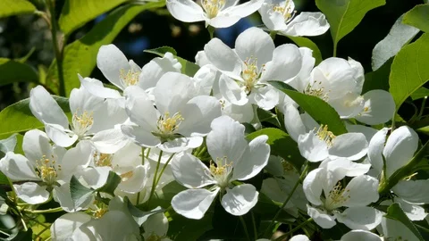 Flowering bloom of apple tree blossoming flowers in spring garden closeup. Stock Footage 130127663