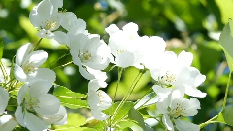 Flowering bloom of apple tree blossoming flowers in spring garden closeup. Stock Footage 130127681