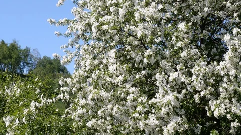 Flowering bloom of apple tree blossoming flowers in spring garden closeup. Stock Footage 130127760