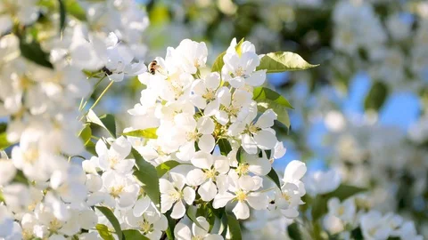 Flowering bloom of apple tree blossoming flowers in spring garden closeup. Stock Footage 130127979