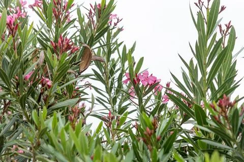 Flowering bloom tree Nerium odorum Aiton, pink buds garden in rays sunset sun Фото