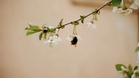 Flowering blossom cherry tree. Bumblebee fly from branch to branch. Slow motion Stock Footage 130168172