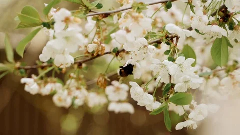 Flowering blossom cherry tree. Bumblebee fly from branch to branch.Slow motion Vidéo 130168245