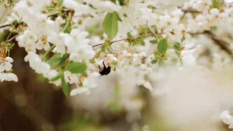 Flowering blossom cherry tree. Bumblebee fly from branch to branch Vidéo 130168269