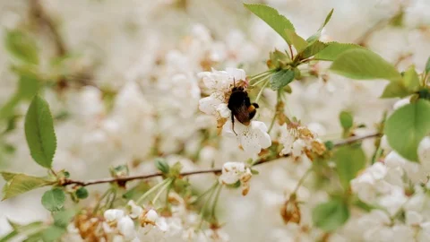 Flowering blossom cherry tree. Bumblebee fly from branch to branch Stock Footage 130168310