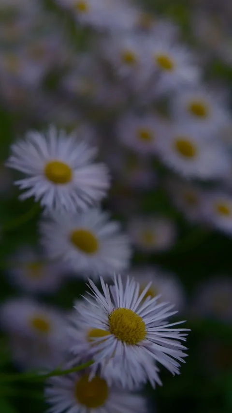 Flowering blue chamomile small full bloom sways gently wind Video stock 313871939