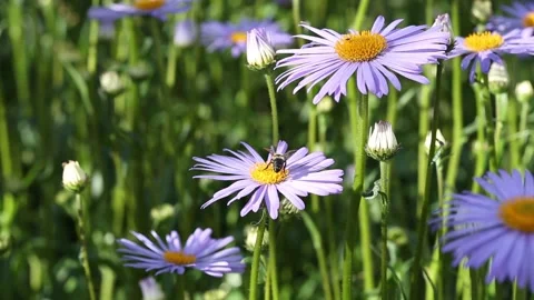 Flowering of blue daisies. Stock Footage 134778656