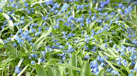 Flowering blue snowdrops  库存影片 8679766