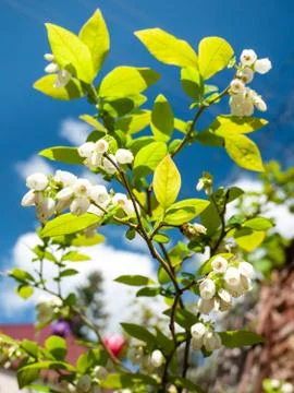 Flowering blueberry Stock Photos