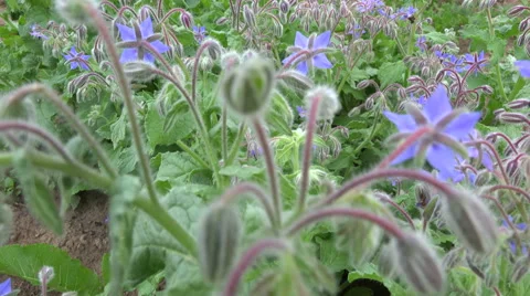 Flowering borage in the garden, 4K Stock Footage 68898354