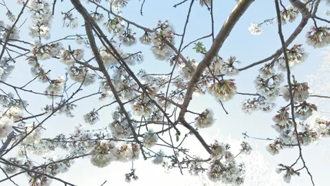 Flowering Bradford Pear tree with white blossoms filmed against blue sky Stockbeeldmateriaal 334802460