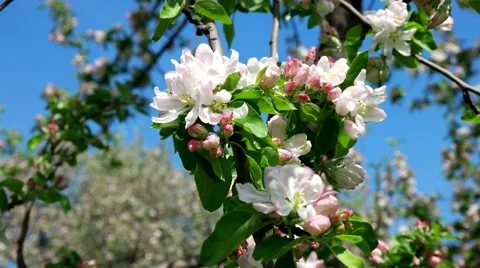 Flowering branch of apple on sky background Stock Footage 65226831