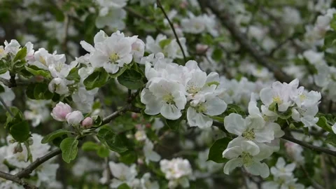 Flowering branch of apple tree Stock-Footage 138500590