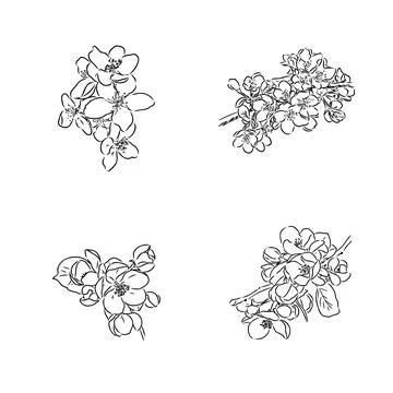 Flowering branch of apple tree. Hand drawing in ink, sketch, outline. Illustrazione stock