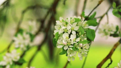 Flowering branch of an apple tree moves in the wind close-up Video stock 130634394