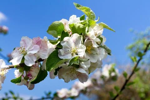 Flowering branch of apple tree Stock Photos