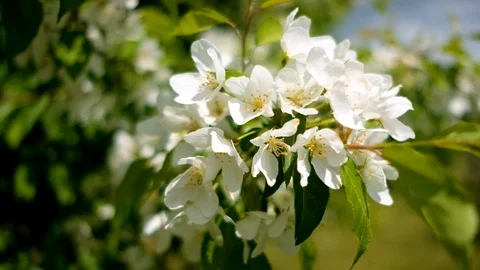 Flowering branch of an apple tree sways in wind on sunny spring day Stock-Footage 128567191