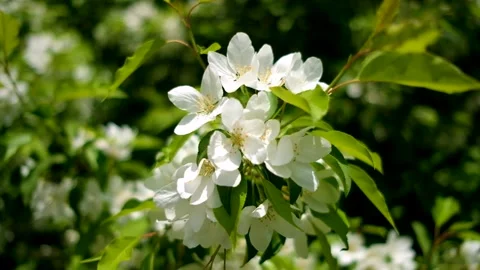 Flowering branch of an apple tree sways in wind on sunny spring day Stock Footage 153251329