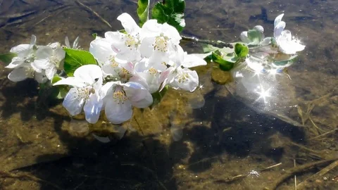 Flowering branch of Apple tree on the water Stock Footage 75853786