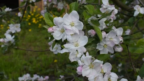 Flowering branch of apple tree, wind, close-up Stock Footage 146689820